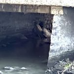 Atienden la PAUT posible riesgo ambiental en El Mante por fuga en drenaje