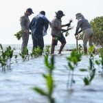 Reforesta SEDUMA litoral para cuidar comunidades y biodiversidad