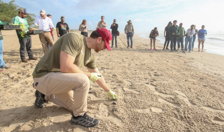 Consolida Tamaulipas liderazgo en la protección de la tortuga lora