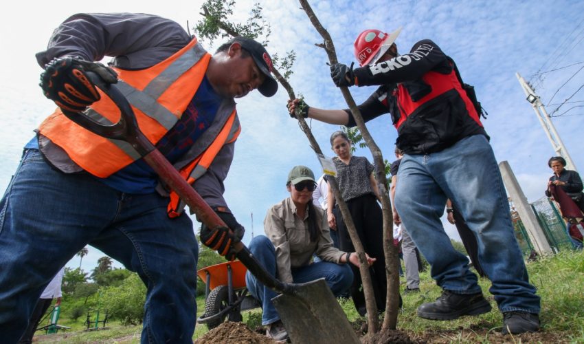Contribuye SEDUMA a estrategia de reforestación con más de 134 mil manglares y árboles nativos