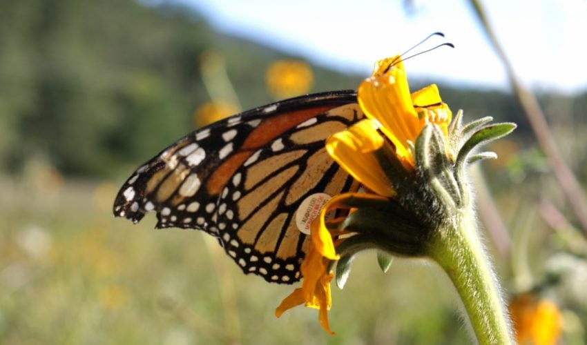 Refrenda GOBTAM acciones para preservación y protección a la mariposa Monarca