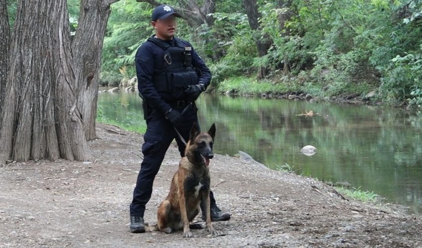 Binomios caninos de la Guardia Estatal reciben capacitación especializada