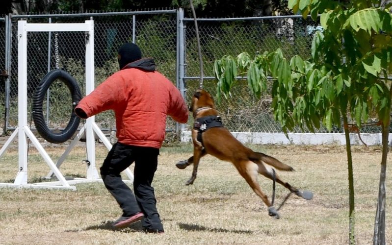 Desempeñan elementos caninos labor destacada dentro de la Guardia Estatal