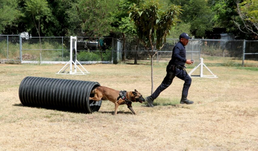 Cuenta Guardia Estatal con agentes caninos especializados