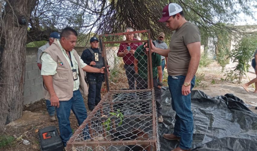 Colabora Guardia Estatal en captura y resguardo de ejemplar de oso negro en Padilla