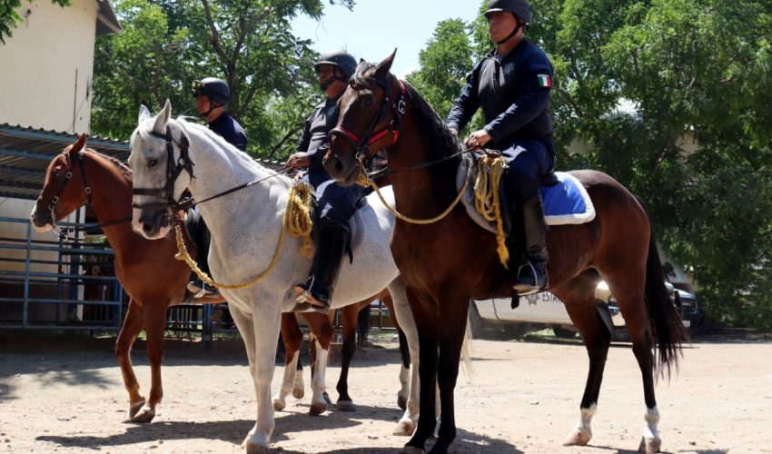 Jinetes de la Guardia Estatal en constante capacitación