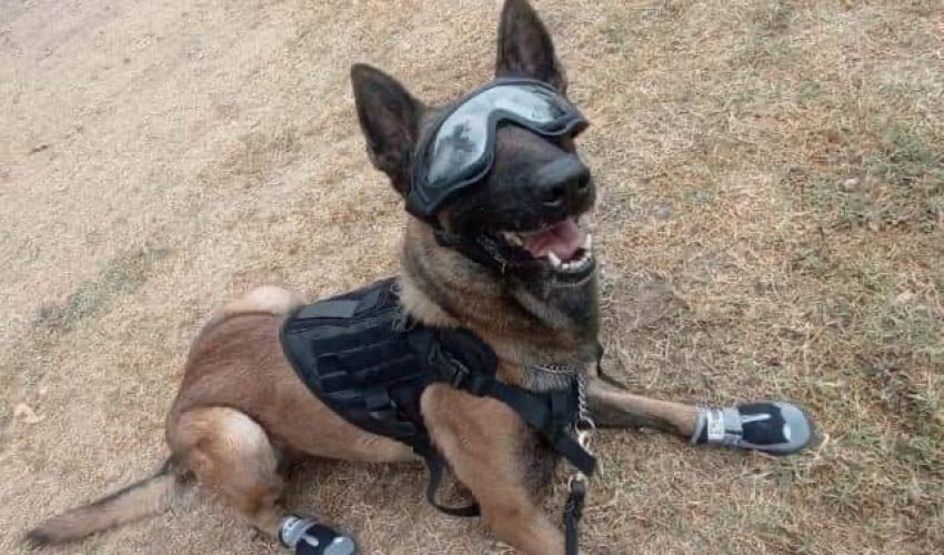 Constante capacitación de manejadores y caninos de la SSPT