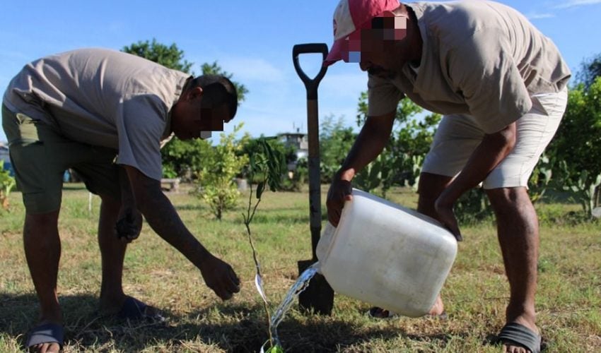 Reforestan CEDES Matamoros con plantación de árboles frutales