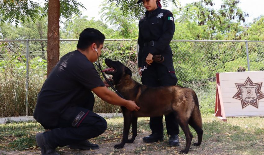 Redobla SSPT medidas de protección a elementos caninos de la Guardia Estatal ante altas temperaturas