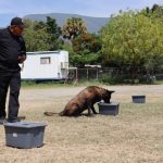 Binomios K-9 de la Guardia Estatal fortalecen la seguridad y la cercanía con la ciudadanía