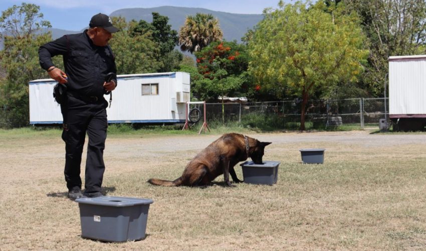 Binomios K-9 de la Guardia Estatal fortalecen la seguridad y la cercanía con la ciudadanía