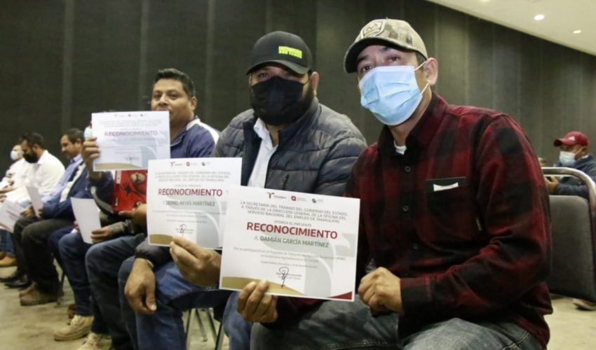 Regresan de Canadá 330 trabajadores agrícolas  tamaulipecos de 29 municipios del estado