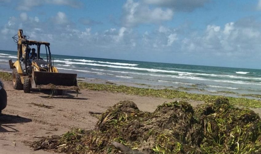 Contribuye Turismo con maquinaria para limpieza de lirio en playa Miramar