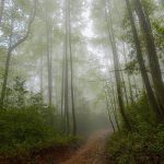 Tamaulipas, complemento de la aventura mundialista del fútbol