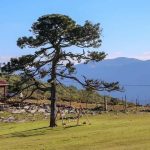 Es Pino Solo en Ciudad Victoria, un tesoro natural de Tamaulipas