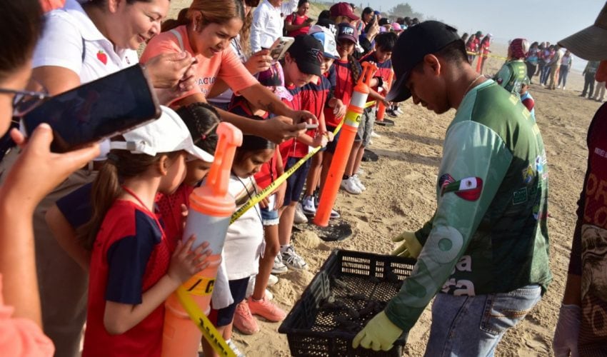 Liberan crías de tortuga lora niñas y niños de Güémez
