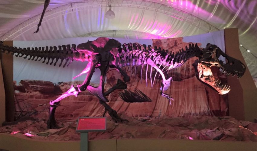 Dinosaurios llegarán a Tamaulipas en la próxima temporada vacacional