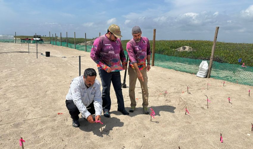 Instalan antenas para mejorar la protección de los huevos de tortugas lora