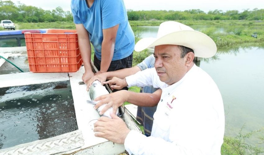 Secretaría de Pesca y Acuacultura Tamaulipas inicia proceso de reproducción de bagre de canal