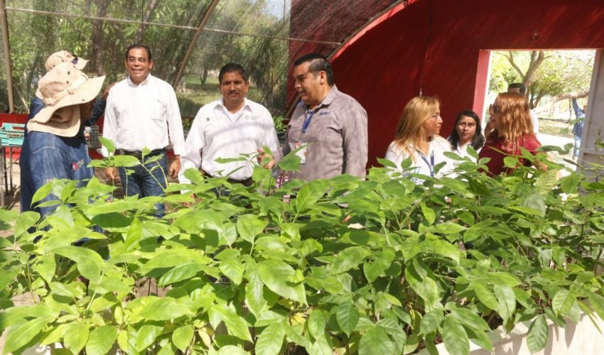 Contribuye Iniciativa Privada a reforestación de Tamaulipas