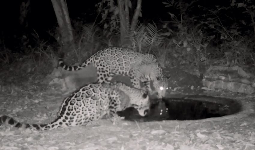 Fortalece Comisión de Parques instalación de bebederos en zonas serranas