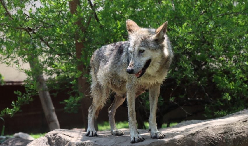 Trasladan a Garita, una loba con la mejor genética, a la Ciudad de México