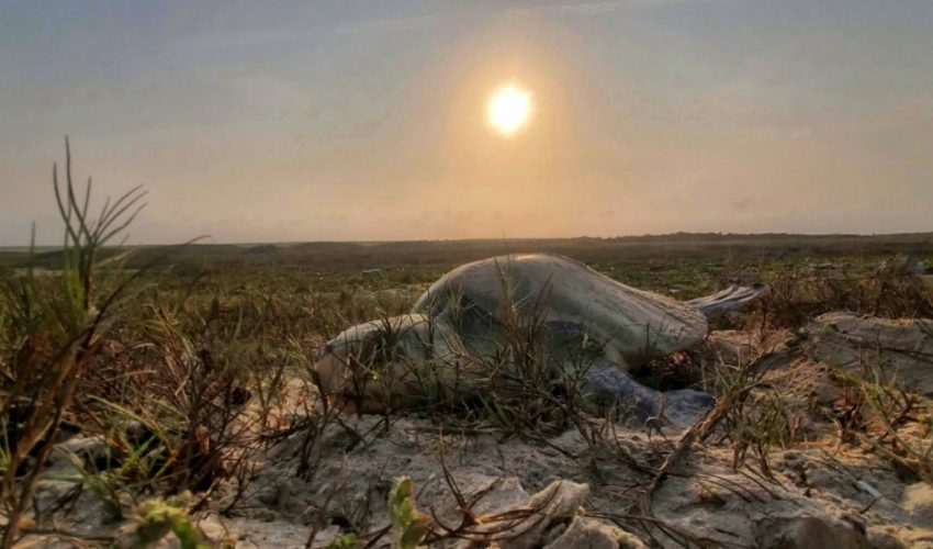 Incrementa Tamaulipas resguardo de huevos  de tortuga lora en un 20%