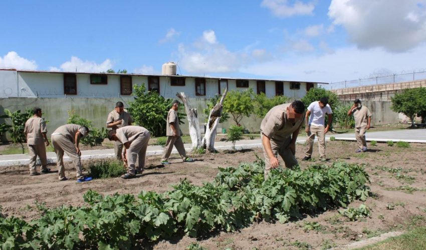 Imparten en CEDES Matamoros cursos de huertos urbanos e inglés