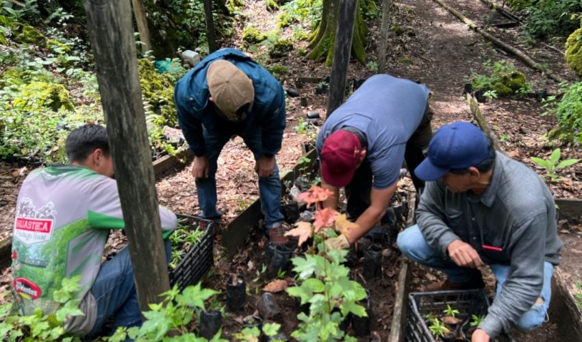 Reforesta SEDUMA 5 mil árboles en la Biosfera El Cielo
