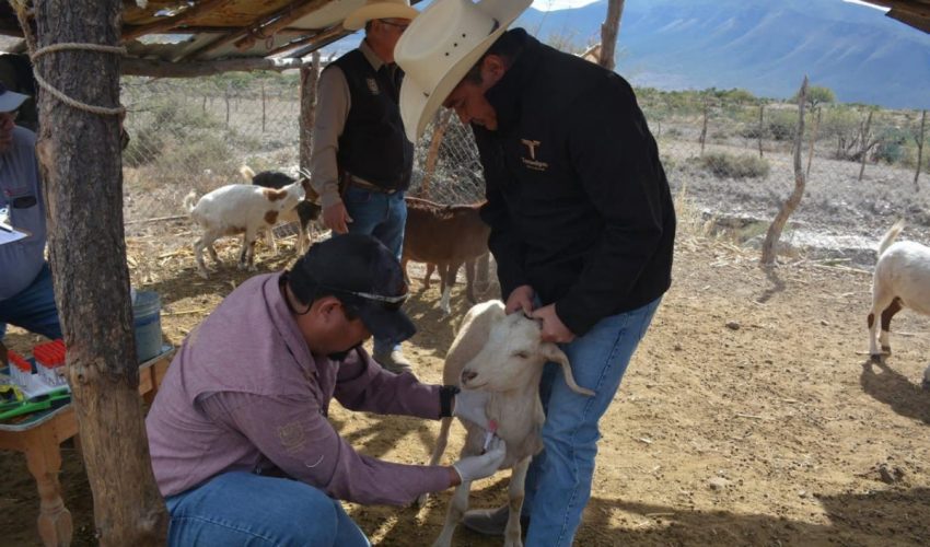 Protegen la producción caprina con barrido sanitario en el altiplano tamaulipeco