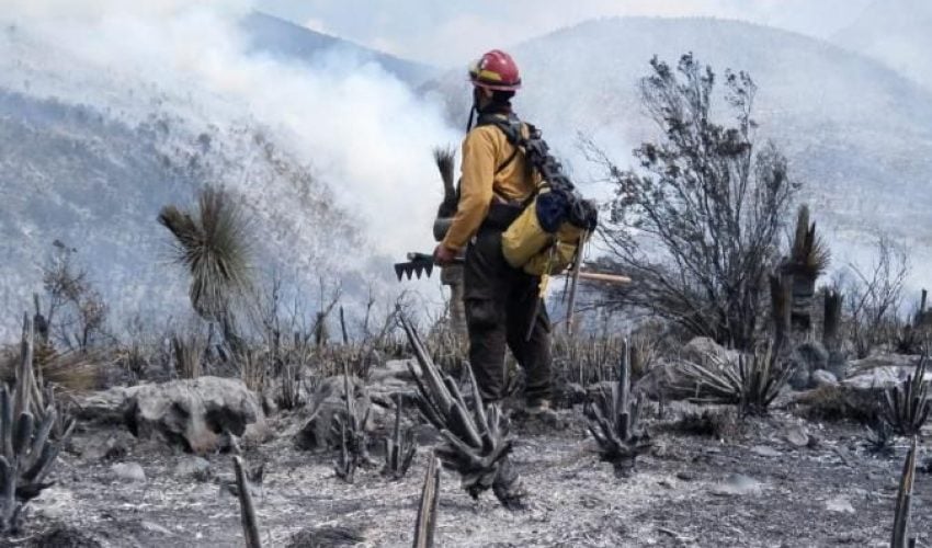 Tamaulipas logra la liquidación total del incendio forestal en Bustamante