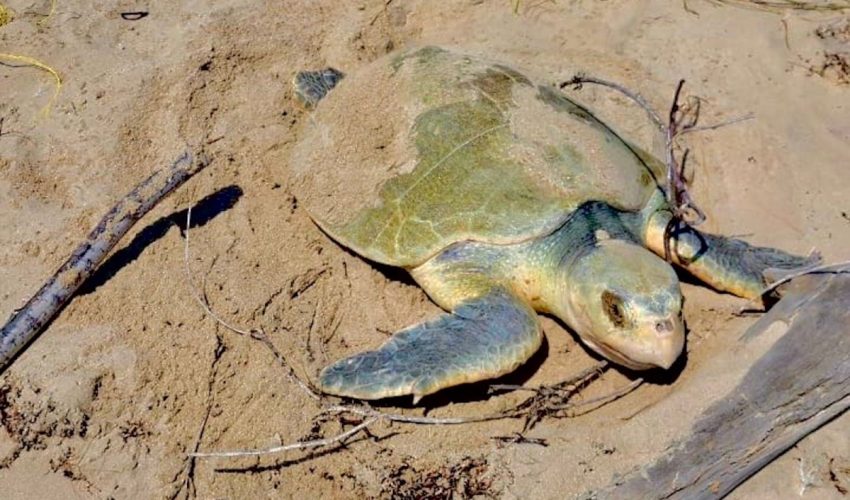 Intensifica Tamaulipas monitoreo y resguardo de nidos de tortuga lora