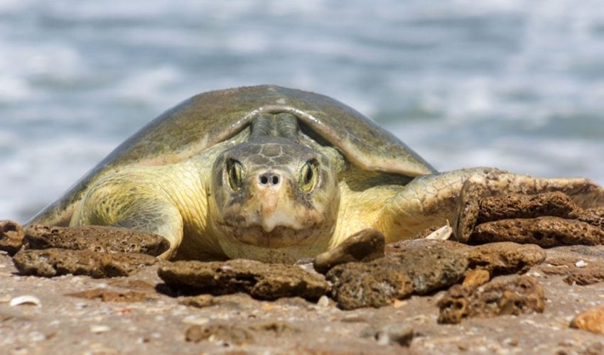 Continúa temporada de anidación de tortuga lora; se resguardan más de 28 mil huevos