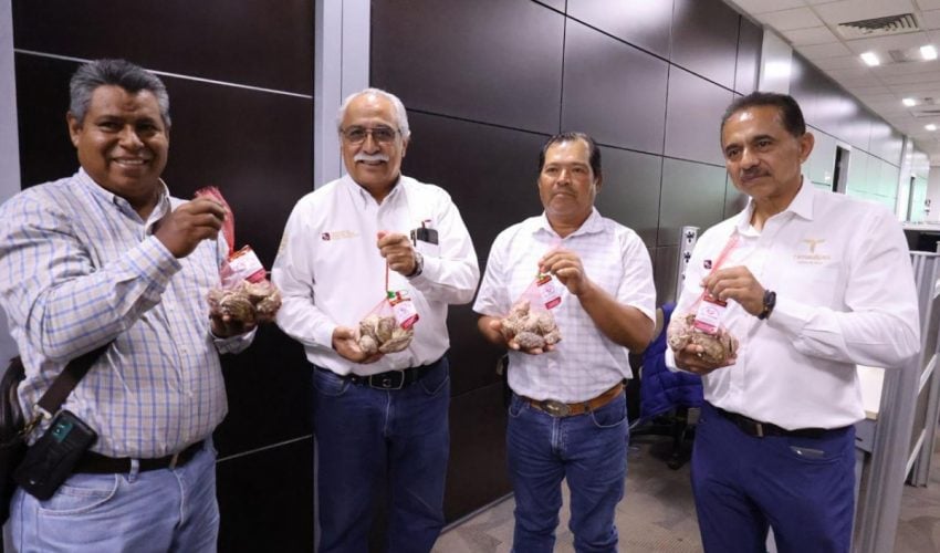 Productores tamaulipecos logran vender al 100% primera cosecha de ostión