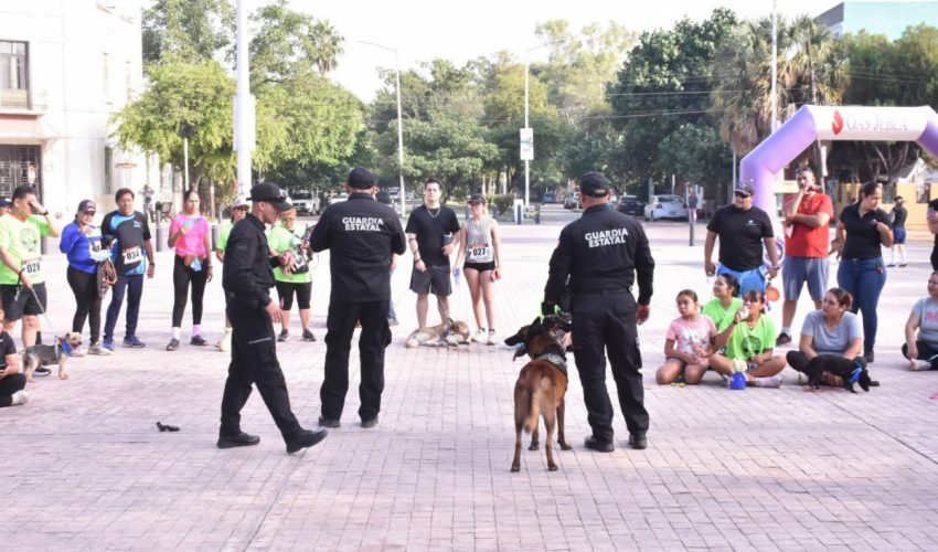 Con más de tres mil acciones operativas y de proximidad, el Agrupamiento Canino de la Guardia Estatal fortalece la prevención y combate al delito en Tamaulipas
