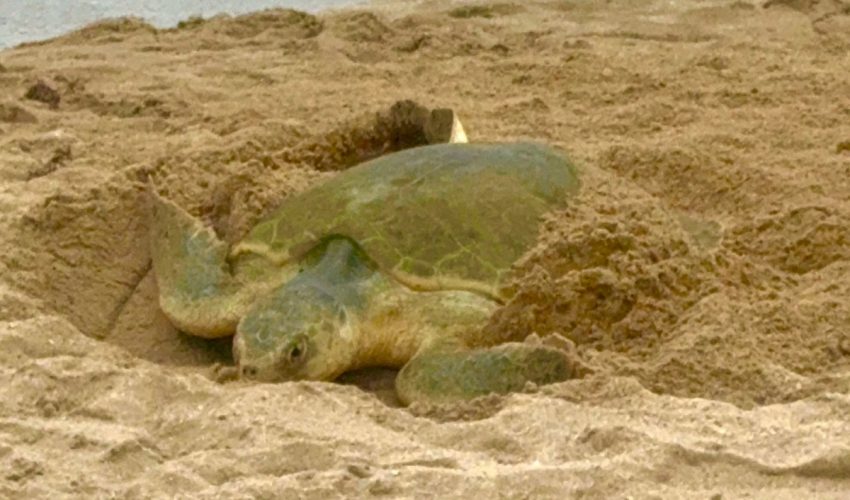 Registra Tamaulipas más de 207 mil huevos de tortuga lora en temporada 2026